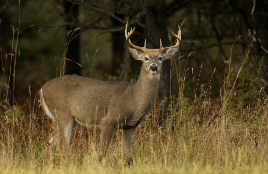 2026 Deer Management Program