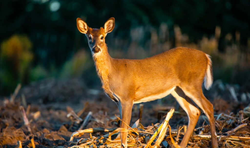 Deer Management