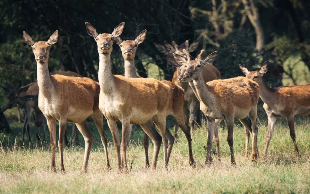 Deer populations